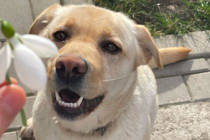 Catelusa disparuta la Sibiu o fetitaplange