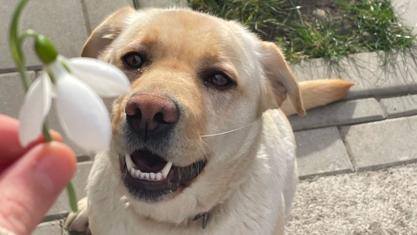 Catelusa disparuta la Sibiu o fetitaplange