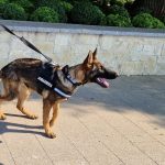 Catelusa minune din Sibiu Aria agent antidrog in Constanta