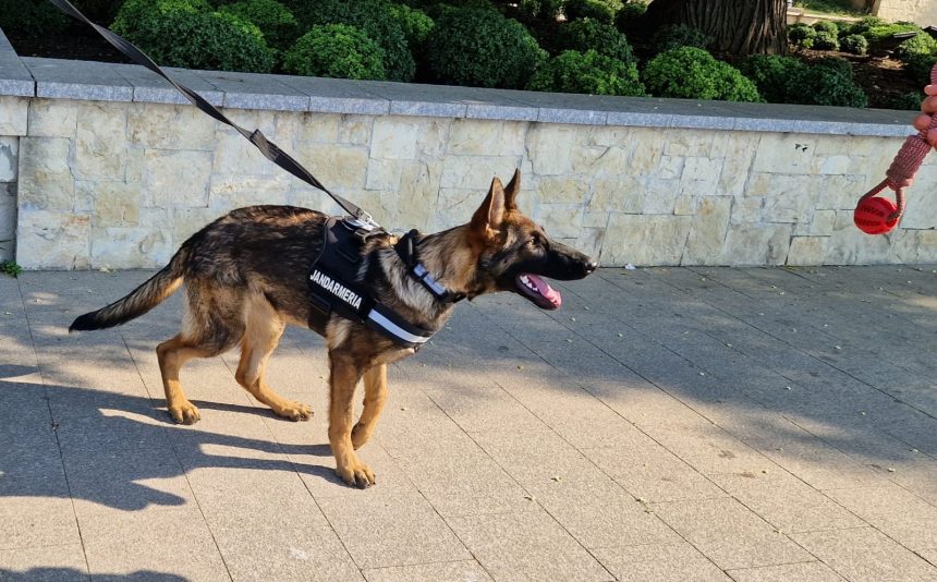 Catelusa minune din Sibiu Aria agent antidrog in Constanta