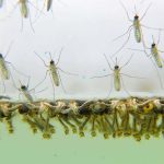 Dezinsectie si deratizare la Sibiu 04 14 august 2025