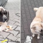 Doi caini credinciosi din Cartierul Arhitectilor cauta familii