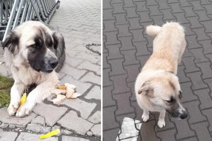 Doi caini credinciosi din Cartierul Arhitectilor cauta familii