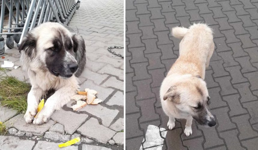Doi caini credinciosi din Cartierul Arhitectilor cauta familii