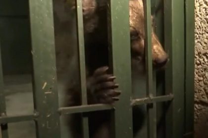 Doi pui de urs captivi intr un grajd procurorii investigheaza