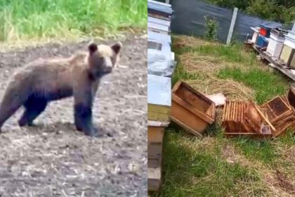 Gospodarii distruse culturi afectate ursii in Sibiu