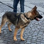 Hugo caine specializat in detectarea drogurilor la Artmania