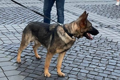 Hugo caine specializat in detectarea drogurilor la Artmania