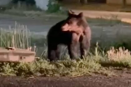 Inca un urs observat pe strazile din Talmaciu