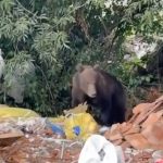 Localnicii din Talmaciu terorizati de un urs