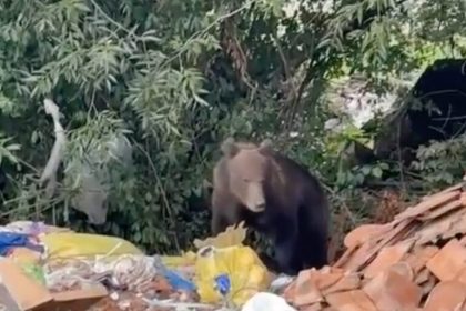 Localnicii din Talmaciu terorizati de un urs