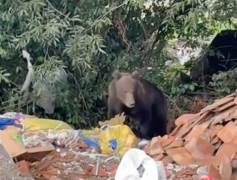 Localnicii din Talmaciu terorizati de un urs
