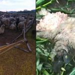 Momente de groaza la stanele din Toparcea Tata s a luptat cu ursul pentru Oaie