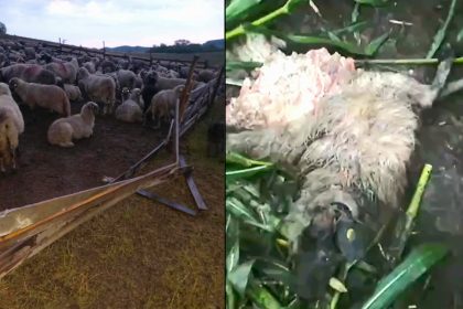 Momente de groaza la stanele din Toparcea Tata s a luptat cu ursul pentru Oaie