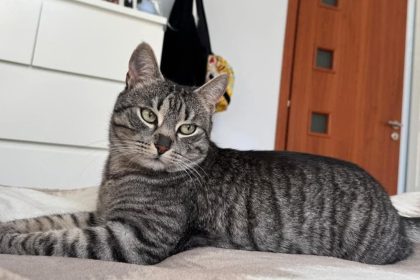 Motanul Mickey disparut langa Casa Armatei Recompensa