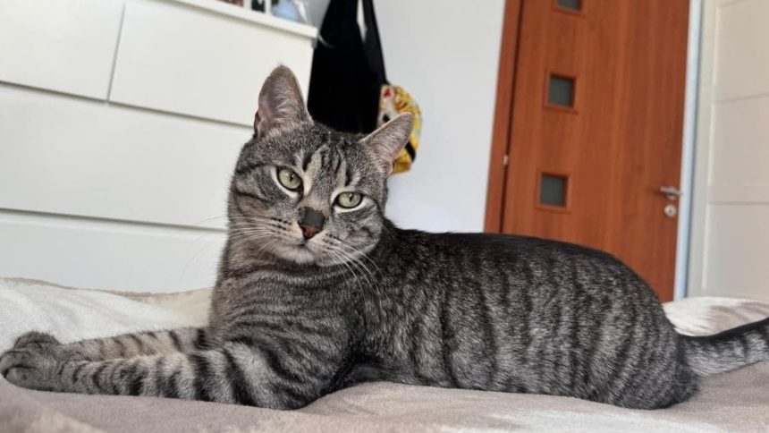 Motanul Mickey disparut langa Casa Armatei Recompensa