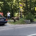 Noua lege anti ursi amenzi mari pentru hranitori