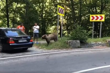 Noua lege anti ursi amenzi mari pentru hranitori