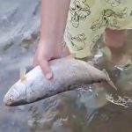 Pesti morti in raul Sevi localnicii ingrijorati