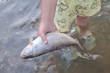 Pesti morti in raul Sevi localnicii ingrijorati