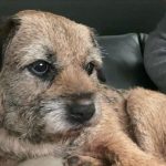 Poveste virala la Sibiu 5000 euro recompensa pentru Nausea