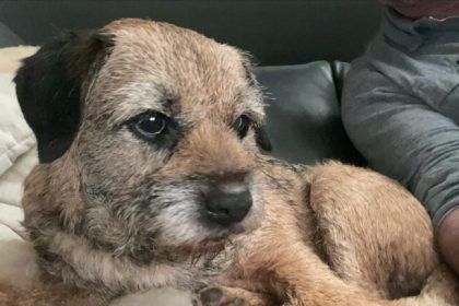 Poveste virala la Sibiu 5000 euro recompensa pentru Nausea