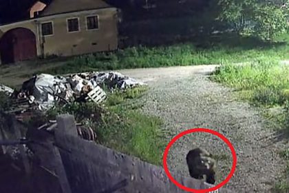 Primarul din Ocna Sibiului despre atacurile ursului Vrem sa l prindem