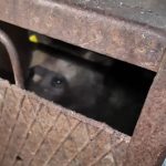 Slabit si speriat dar viu puiul ursoaicei ucigase