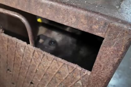 Slabit si speriat dar viu puiul ursoaicei ucigase