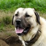 Tanar atacat de caini in Muntii Fagaras alerta de la Cabana Barcaciuj