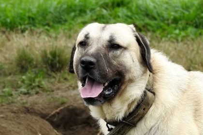 Tanar atacat de caini in Muntii Fagaras alerta de la Cabana Barcaciuj