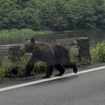 Un pui de urs surprins pe Valea Oltului