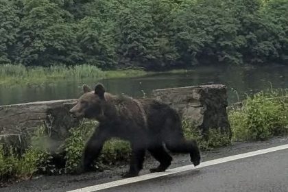 Un pui de urs surprins pe Valea Oltului