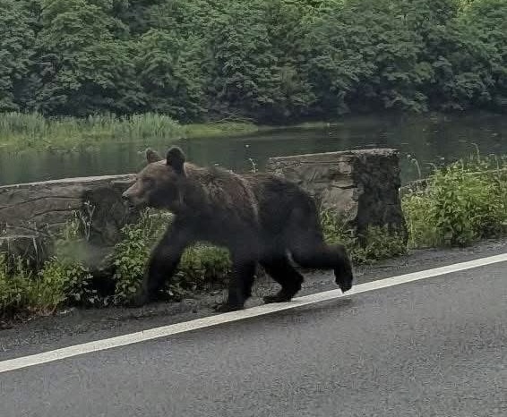 Un pui de urs surprins pe Valea Oltului