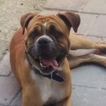 Un sibian isi cauta cainele pierdut de o saptamana