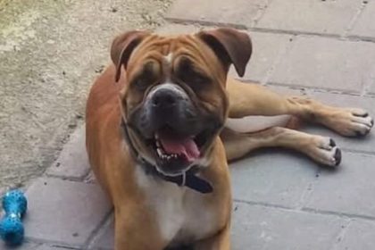 Un sibian isi cauta cainele pierdut de o saptamana