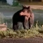 Urs observat in Talmaciul SMURD si autoritile alerta