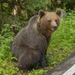 Urs observat pe DN1 la Hula Bradului