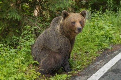Urs observat pe DN1 la Hula Bradului