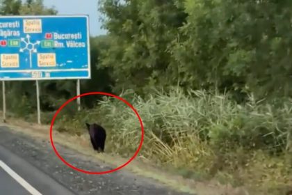 Urs observat pe marginea drumului la Vestem video