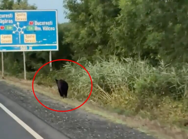 Urs observat pe marginea drumului la Vestem video