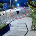 Urs observat pe strazi langa Talmaciu