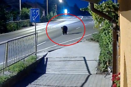 Urs observat pe strazi langa Talmaciu
