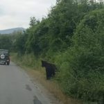 Ursul din Talmaciu alungat din zona caselelor