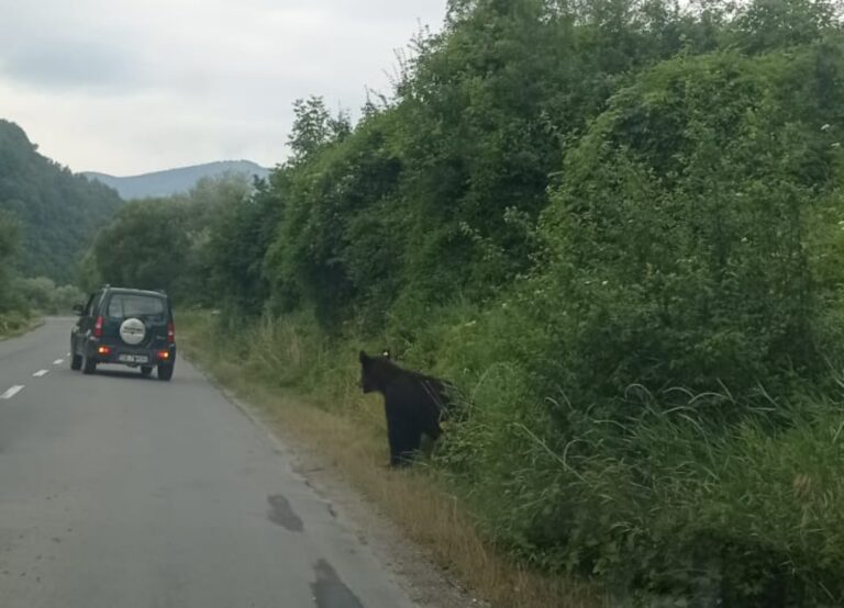 Ursul din Talmaciu alungat din zona caselelor