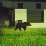 Alerta in Agnita ursul pe strazile orasului