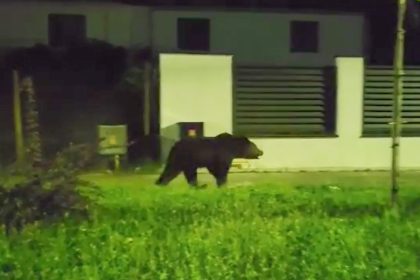 Alerta in Agnita ursul pe strazile orasului