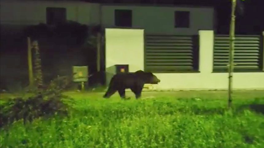 Alerta in Agnita ursul pe strazile orasului