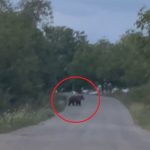 Alerte la Apoldu de Jos Ursul pe drum