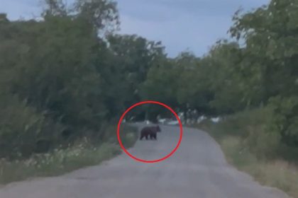 Alerte la Apoldu de Jos Ursul pe drum